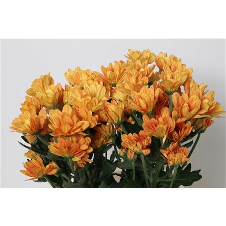 Marjetka T Ilonka c1084