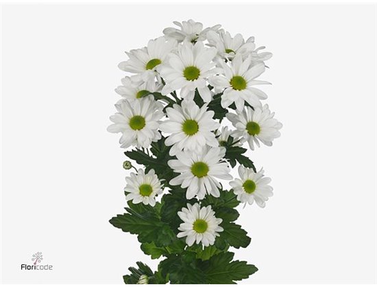 Marjetka T Kennedy c1086