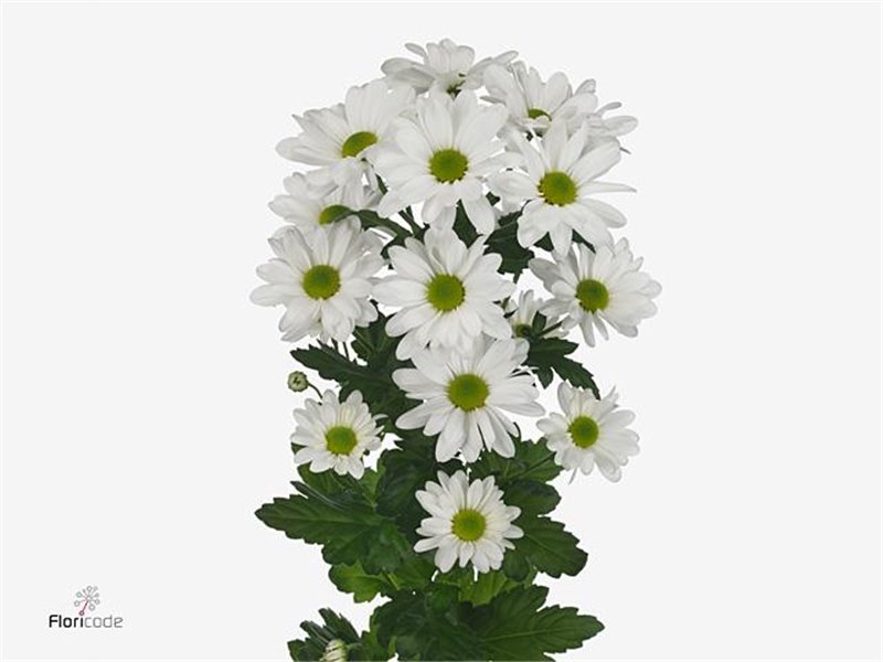 Marjetka T Kennedy c1086