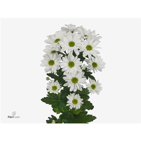 Marjetka T Kennedy c1086