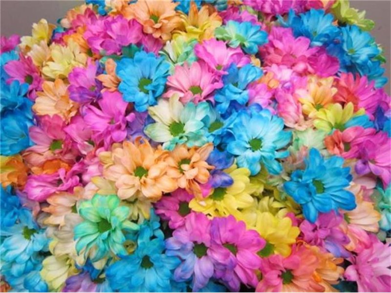 Marjetka T Kennedy Rainbow c1087