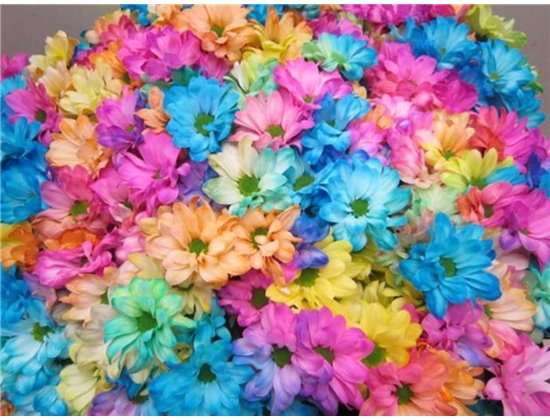 Marjetka T Kennedy Rainbow c1088