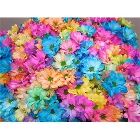 Marjetka T Kennedy Rainbow c1088