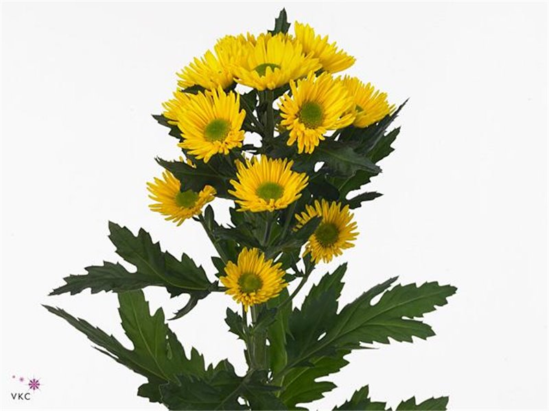 Marjetka T Korona c1089