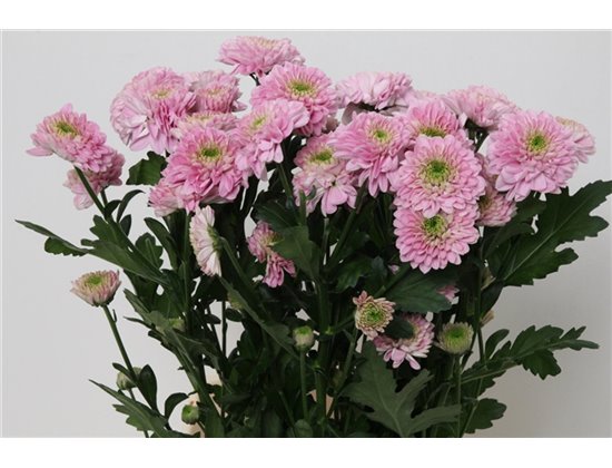 Marjetka T Letsgo Pink c1090