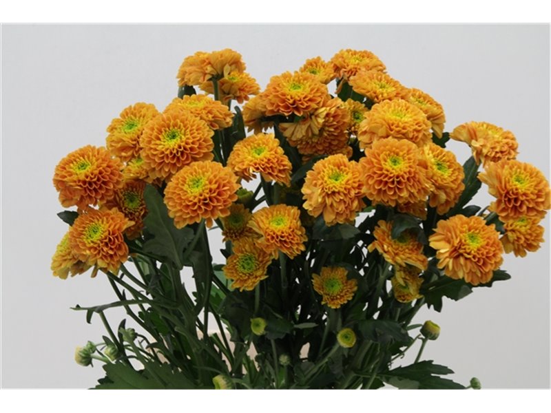 Marjetka T Lionking c1093