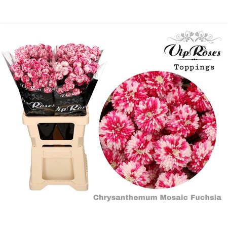 Marjetka T Mosaic Fuchsia c1095