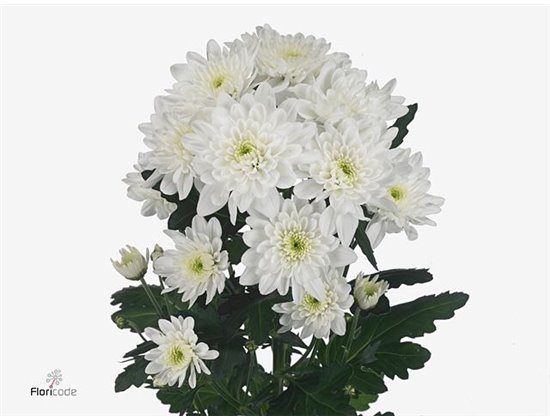 Marjetka T Mosaic Red c1099