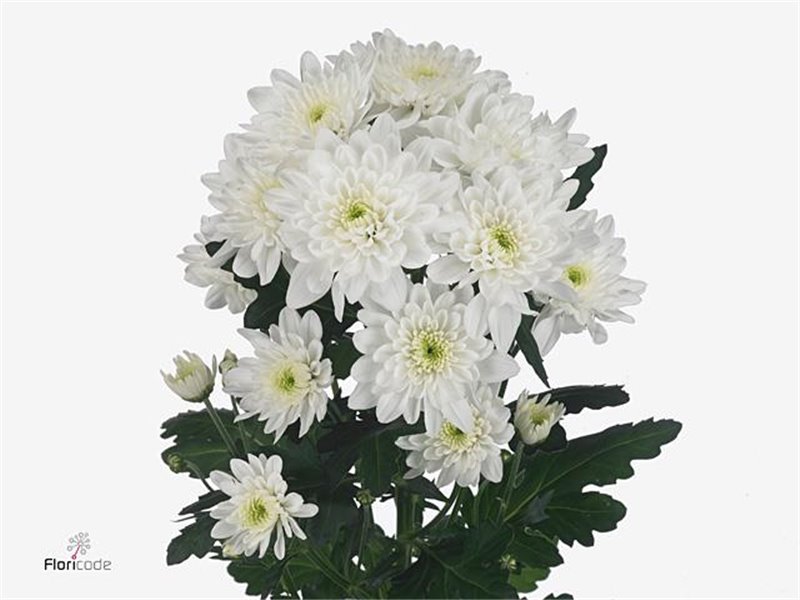 Marjetka T Mosaic Red c1099