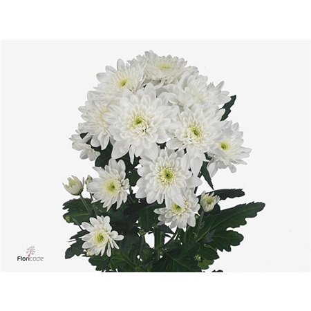 Marjetka T Mosaic Red c1099