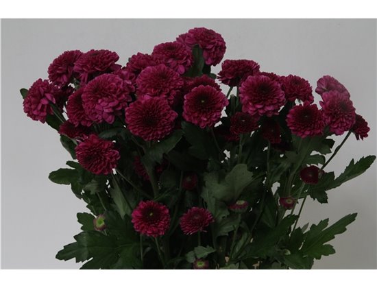 Marjetka T Pina Colada c1100