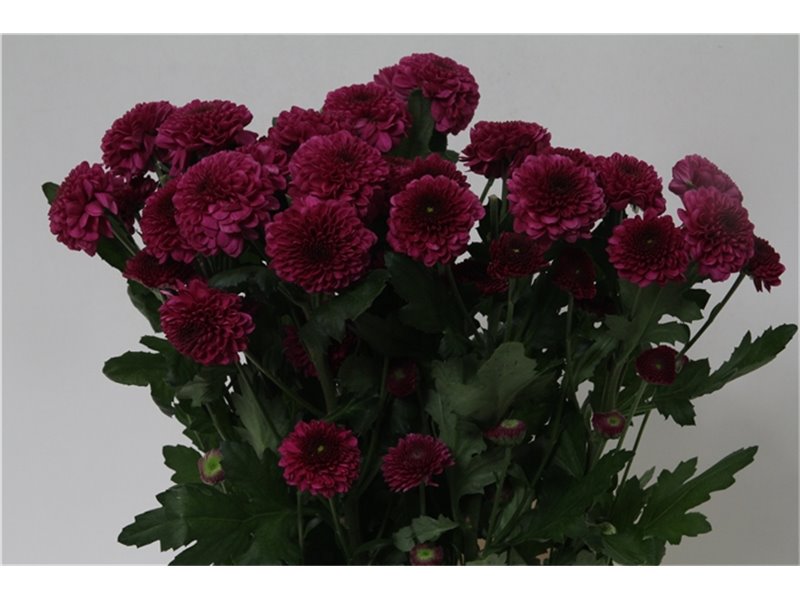 Marjetka T Pina Colada c1100