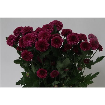 Marjetka T Pina Colada c1100