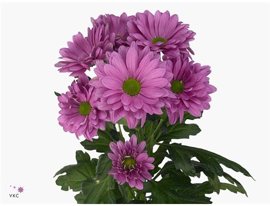 Marjetka T Prada c1102