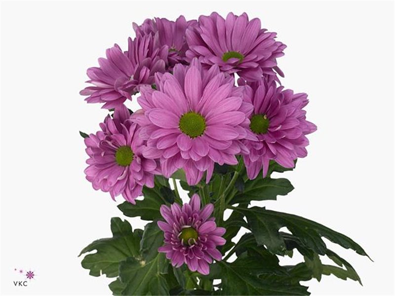 Marjetka T Prada c1102