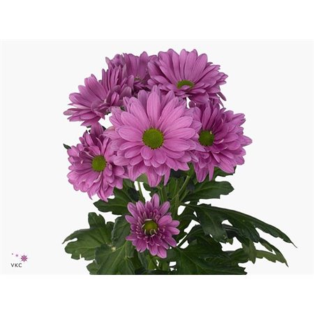 Marjetka T Prada c1102