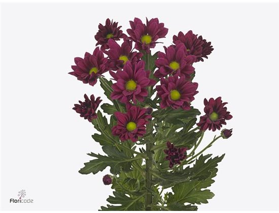 Marjetka T Purple Star c1104