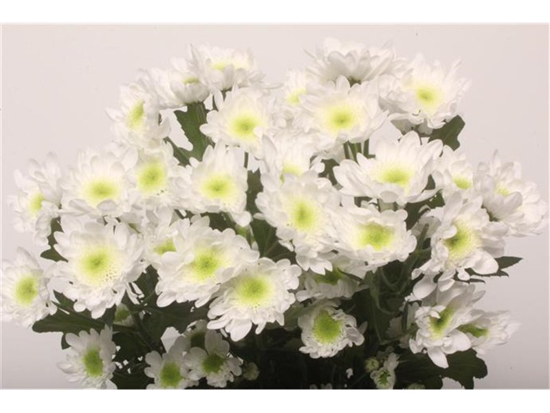 Marjetka T Radost c1105