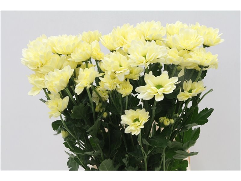 Marjetka T Resq Cream c1107