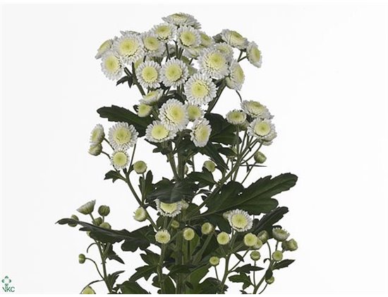 Marjetka T Resq Cream c1108