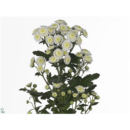 Marjetka T Resq Cream c1108