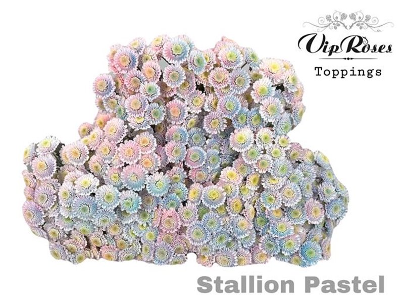 Marjetka T Stallion Pastel 997 c1112