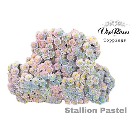 Marjetka T Stallion Pastel 997 c1112