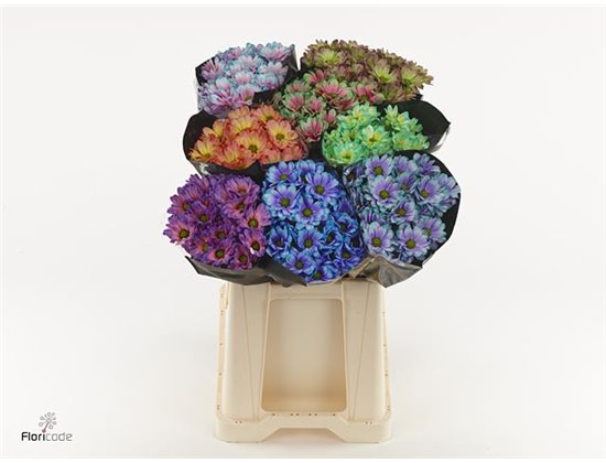 Marjetka T Tropical Violet c1114