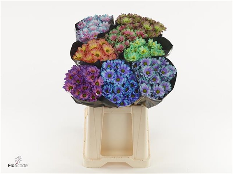 Marjetka T Tropical Violet c1114