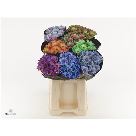 Marjetka T Tropical Violet c1114