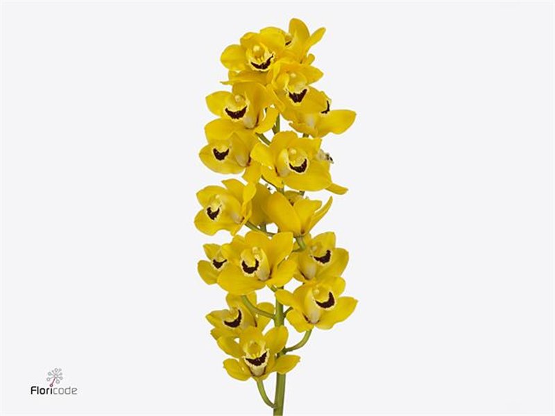 Cymbidium mini Golden Boy c1156