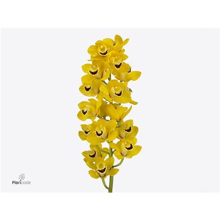 Cymbidium mini Golden Boy c1156