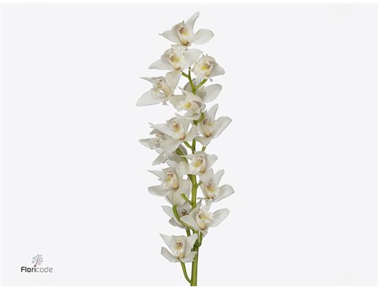 Cymbidium mini Insigne c1157