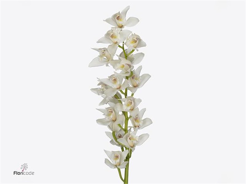 Cymbidium mini Insigne c1157