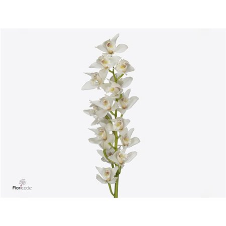 Cymbidium mini Insigne c1157