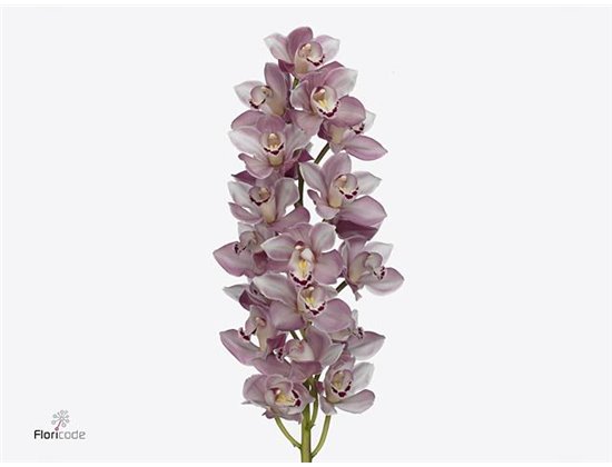 Cymbidium mini Riaad c1160