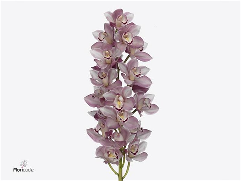 Cymbidium mini Riaad c1160