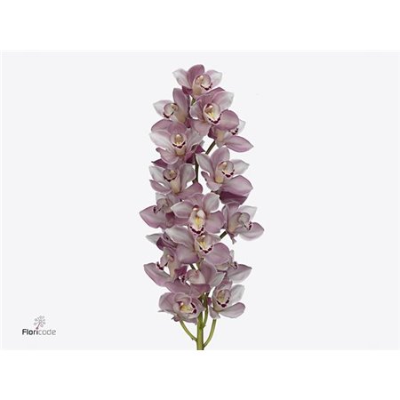 Cymbidium mini Riaad c1160