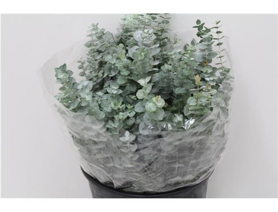 Evkaliptus Baby Blue 150gr Short (p. bunch) c1548