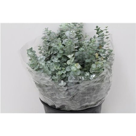 Evkaliptus Baby Blue 150gr Short (p. bunch) c1548