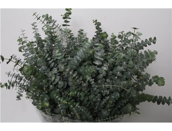 Evkaliptus Baby Blue 150gr Short (p. bunch) c1549