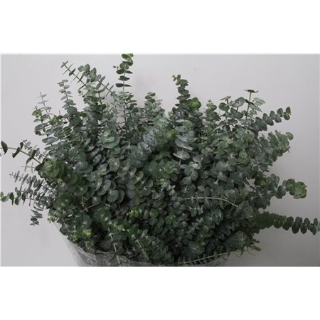 Evkaliptus Baby Blue 150gr Short (p. bunch) c1549