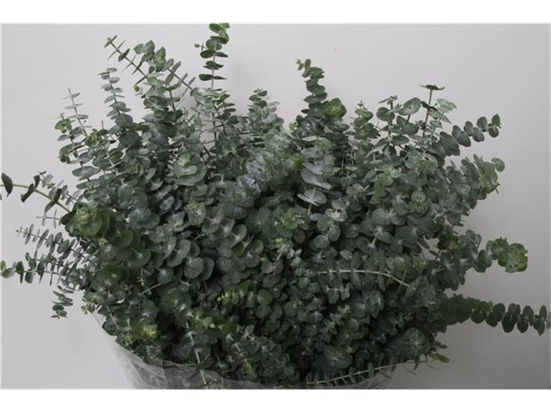 Evkaliptus Baby Blue 350gr (p. bunch) c1550