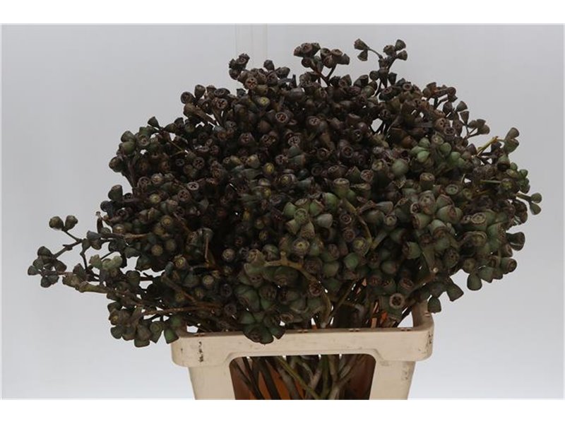Evkaliptus Berry Clock 60cm (p. bunch) c1551