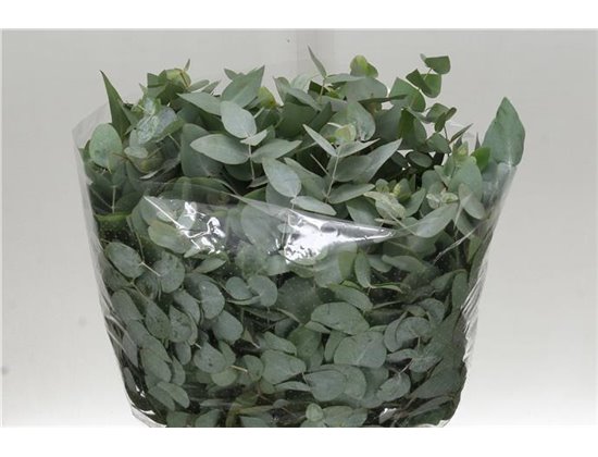 Evkaliptus Berry Clock 60cm (p. bunch) c1552