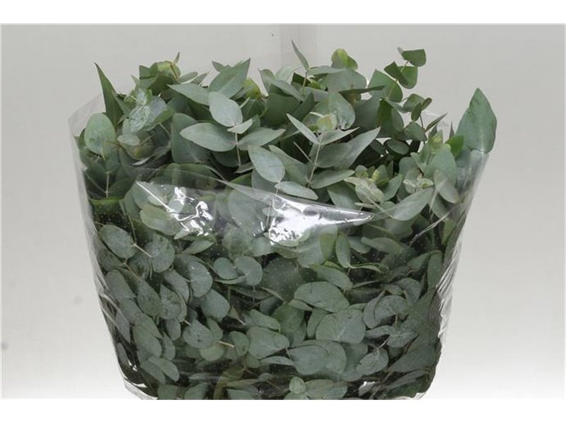 Evkaliptus Berry Clock 60cm (p. bunch) c1552