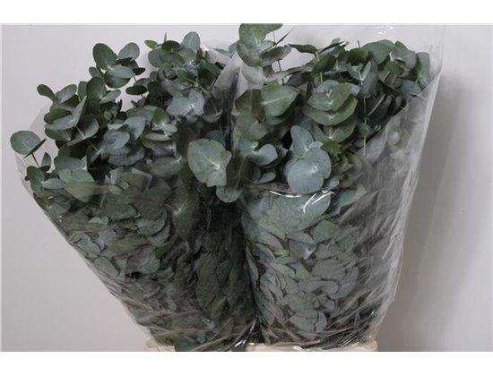 Evkaliptus Cinerea 200gr (p. bunch) c1553