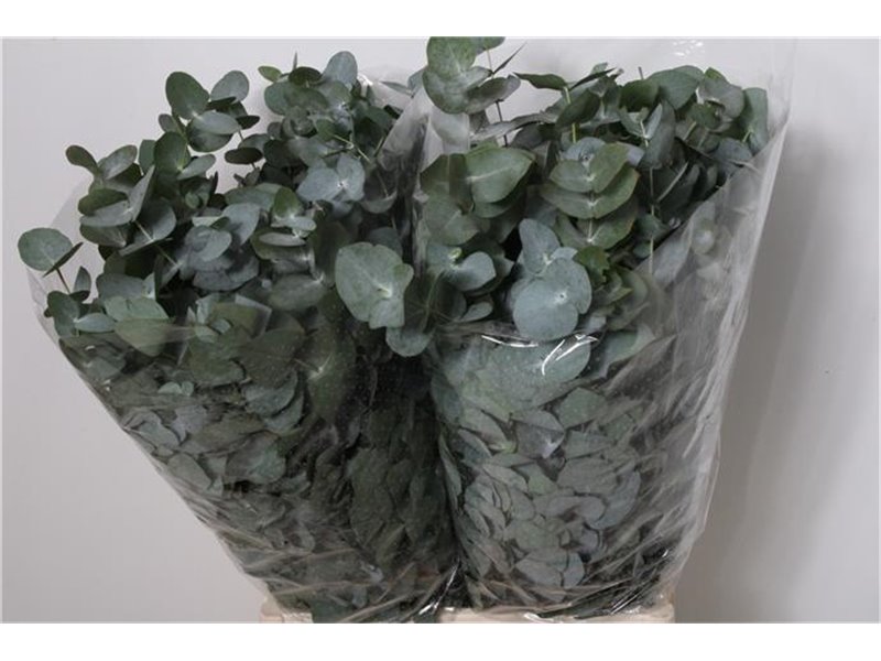 Evkaliptus Cinerea 200gr (p. bunch) c1553