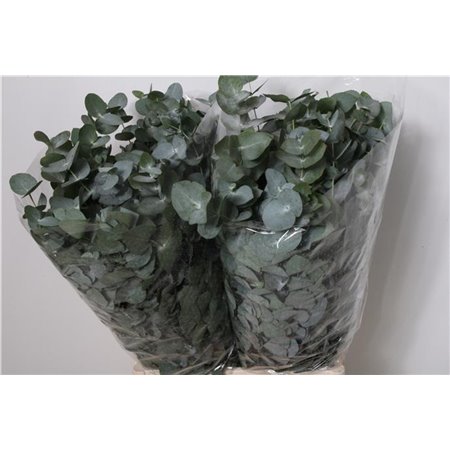 Evkaliptus Cinerea 200gr (p. bunch) c1553