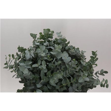 Evkaliptus Cinerea 300gr (p. bunch) c1554
